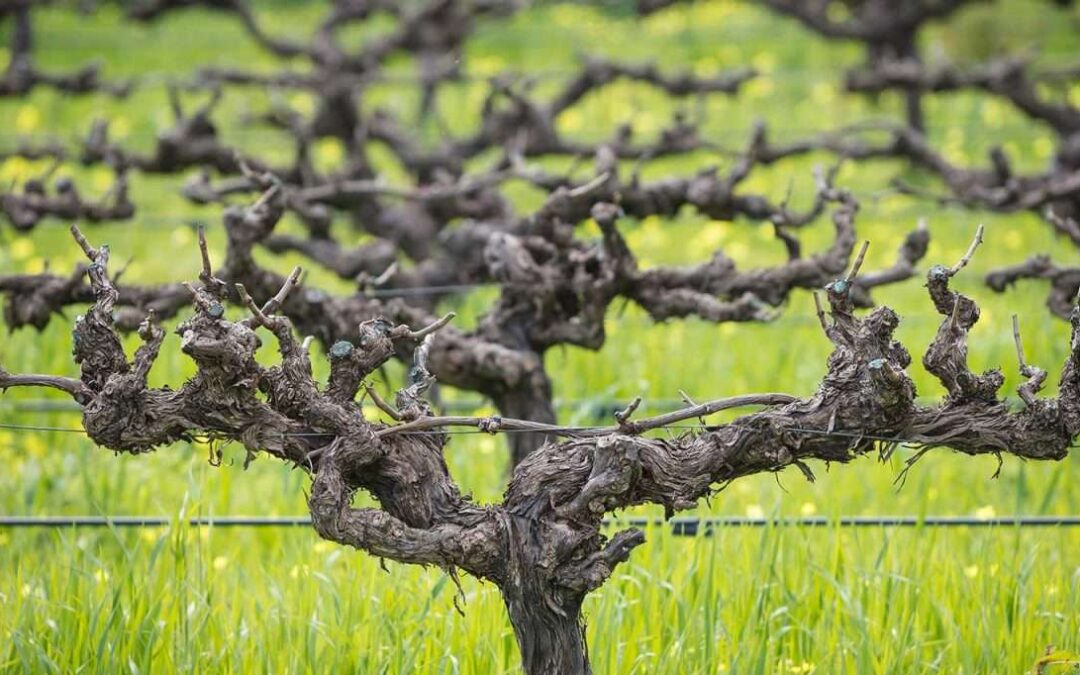 Vine Mendoza