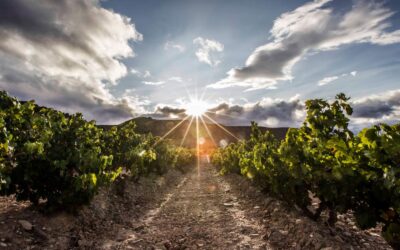 The Ultimate Tailored Trip: How Borravino Wine Tours Crafts the Journey You Didn’t Know You Needed