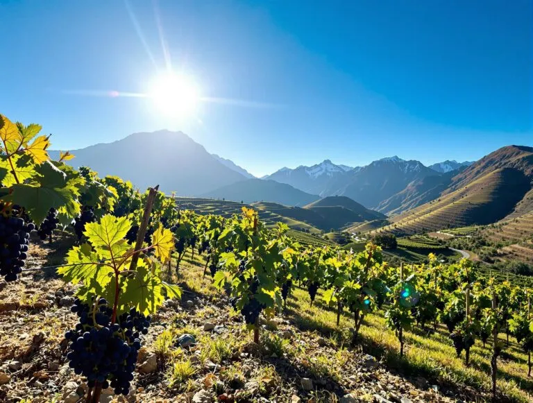 Patagonia wine region, Neuquén