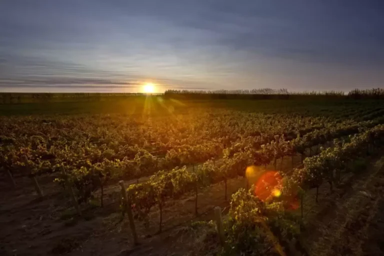 Vineyards at sunset in Patagonia wine country, Neuquén
